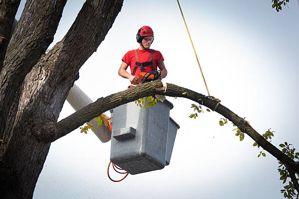 Best Tree Cabling and Bracing  in Ritzville, WA